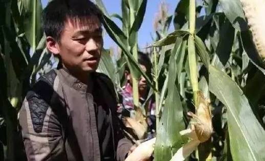 1.掰玉米主管5名、要求三年以上掰玉米經(jīng)驗：